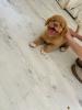 Nova Scotia Duck tolling Retriever Welpen