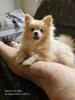 Pomeranian Pomerian Zwergspitz Bruder und Schwester Welpen suchen ein liebervoll