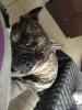 Französische Bulldogge 1 Jahr 