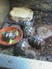 terstudo hermanii hermanii