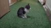 Katze - Kitten (3-Monate-alt)