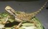 Zwergbartagame,  Leopardgecko