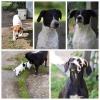Tolle Labradormischlinge gechipt und geimpft suchen ein schönes Zuhause