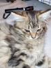 Main coon Mischlinge 4×