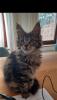 Maine Coon Kitten - noch 2 Kater und Katze