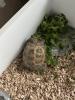 Landschildkröte zu verschenken