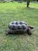 Aldabra Riesenschildkröten