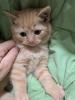 PerserMixKitten weiblich