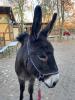 liebevolles Zuhause für Hausesel gesucht