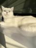 Wunderschöner BKH Deckkater mit Stammbaum 