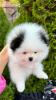 Spitz Welpe (Pomeranian)