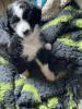doodle (aussiedoodle)