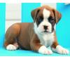 Boxer-Welpen mit BK/  VDH Papieren