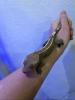 Crested Gecko /  Kronengecko „Pinstripe“ abzugeben