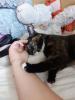 Zwei katzen suchen ein liebevolles Zuhause