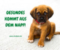 Gesundes Hundefutter ohne Chemie & Konservierung!
