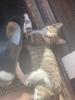 Mischlings Babykatzen suchen dringend ein zuhause