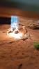 Terrarium mit Bartagame