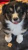 Australian Shepherd Welpen 2x Black Tri w/ c