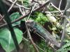 Furcifer Pardalis,  Ambilobe,  Pantherchamäleon