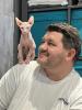Sphynx Kitten Weiblich 12Wochen alt 