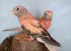 Bourkesittich Hennen in opalin (rosa) von Mai23