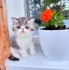 Exotic Shorthair Kitten (männlich): Fibie sucht eine neue Familie - mit Stammbau