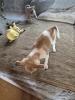 Chihuahua Mix Welpen