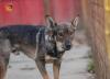 Baron braucht erfahrene Hundehalter