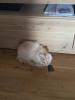 ein verschmuste Maine Coon Katze sucht nettes zu Hause