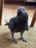 Dringend Graupapagei sucht zuhause