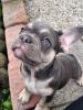 Französische bulldogge welpe