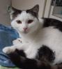 Tony – verschmuster Kater sucht dringend liebevolles Zuhause! (aus dem Tierschut