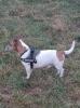 Jack Russell Terrier Deckrüde 