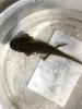 Axolotl Molche 