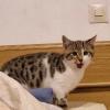 Bengalmixbabys suchen ein zuhause