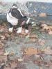 Ich verkaufe einen 3 Monate alten American Staffordshire Terrier-Welpen