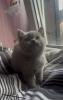 Britisch kurzhaar Katzen