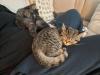 Zwei Kitten suchen ein tolles zuhause