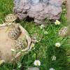Griechische Landschildkröten/  Testudo hermanni,  NZ 2022/ 2021