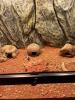 Gecko mit Terrarium 