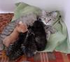 Kitten suchen liebevolles Zuhause! ( aus dem Tierschutz)