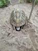griechische landschildkröten
