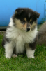 Bezaubernde tricolour COLLIEWELPEN  .... VDH/ FCI... aus langjähriger erfolgreich