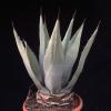 Agave winterhart,  Yucca winterhart,  Palme winterhart