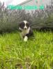 australian shepherd welpen