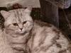 Bkh Deckkater Black Silber Tabby classic