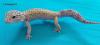 3.1 Leopardgeckos versch. Morphs