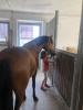 Reitpony Mix Wallach,  3 jährig,  1, 45 m,  Freizeit,  Western,  Dressur