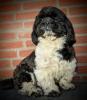 Shih-Tzu-Rüde, 1, 5 Jahre in liebe Hände